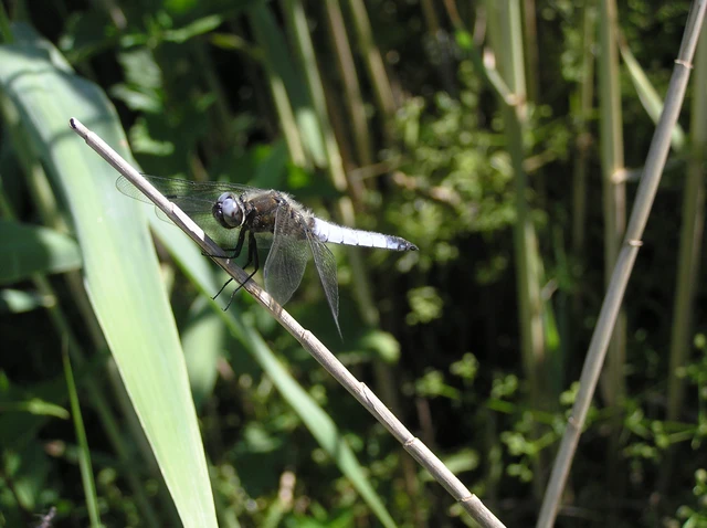 Libellula fulva - kisfoltos laposacsa