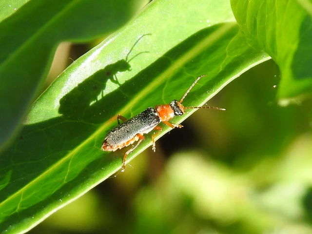 Cantharis flavilabris