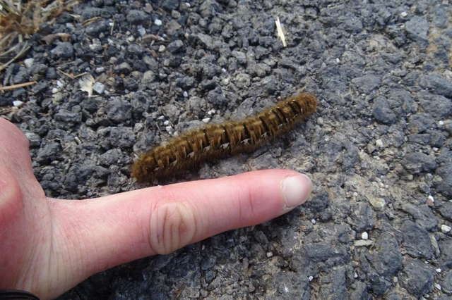 Lasiocampa quercus - tölgyfaszövő
