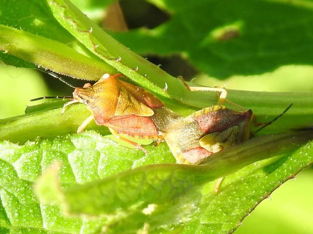 Carpocoris Carpocoris
