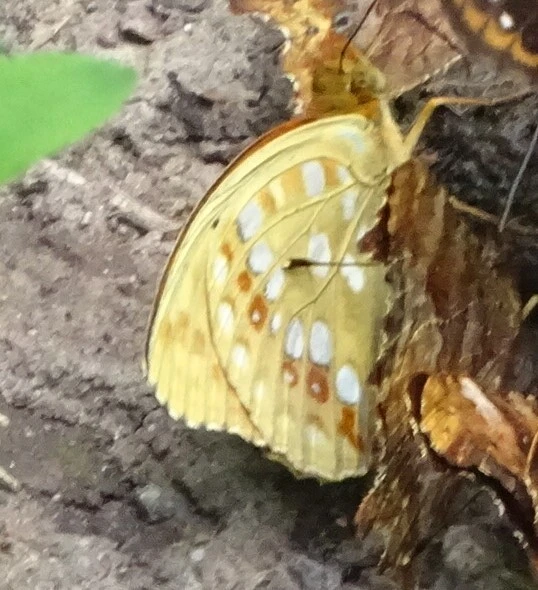 Argynnis adippe - ezüstös gyöngyházlepke