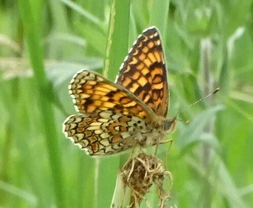 Melitaea phoebe - nagy tarkalepke