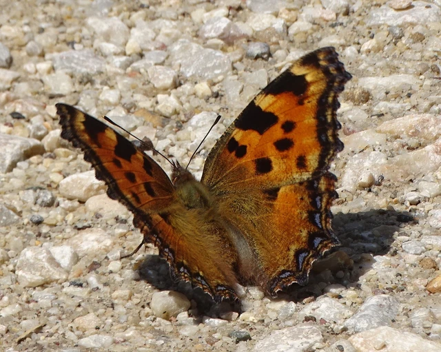 Nymphalis polychloros - nagy rókalepke