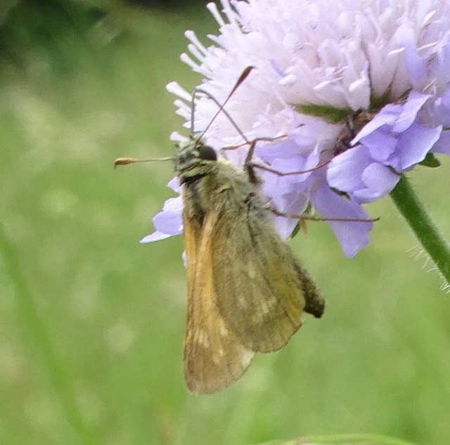 Ochlodes sylvanus - erdei busalepke