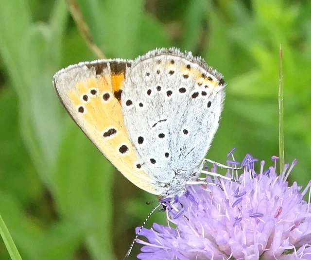 Lycaena dispar rutilus - nagy tűzlepke