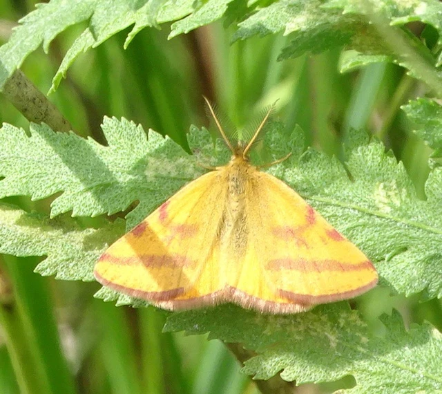 Lythria purpuraria - bíborsávos araszoló