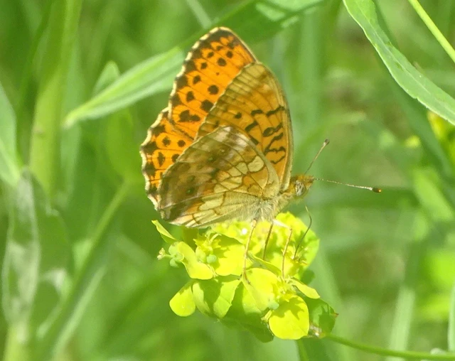 Brenthis daphne - málna-gyöngyházlepke