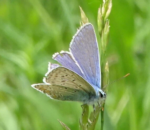 Polyommatus icarus - közönséges boglárka