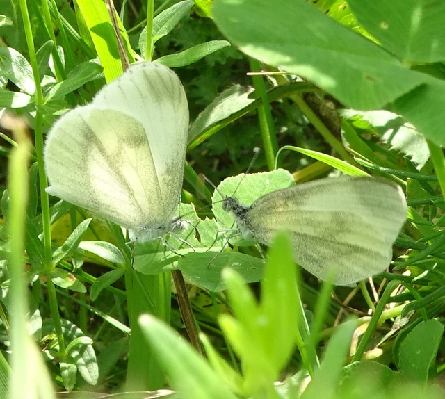 Leptidea sinapis - mustárlepke
