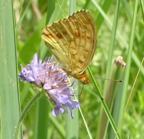 Argynnis adippe - ezüstös gyöngyházlepke