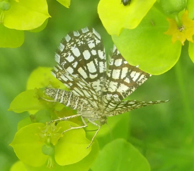 Chiasmia clathrata - rácsos rétiaraszoló