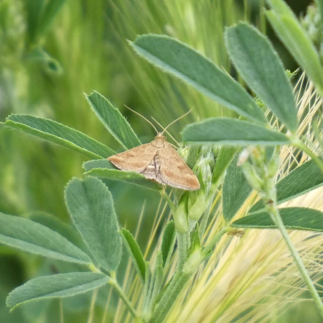 Pyrausta despicata - réti bíbormoly