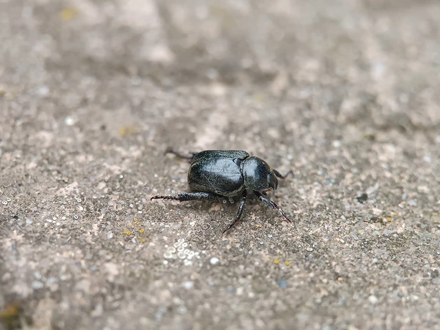 Hoplia hungarica - homoki virágcserebogár