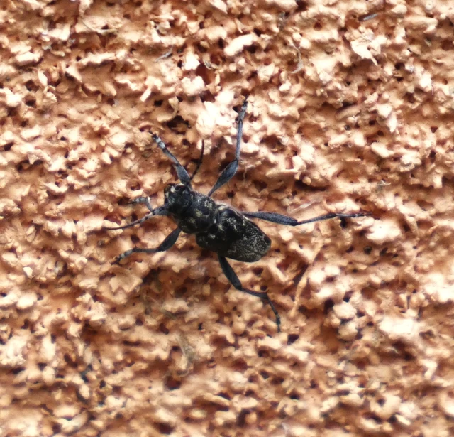 Xylotrechus rusticus - egérszínű darázscincér Xylotrechus rusticus - egérszínű darázscincér