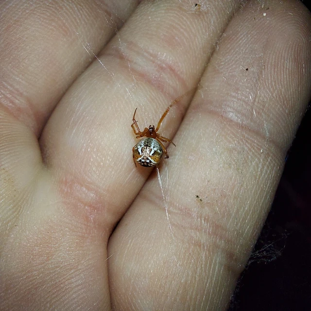 Parasteatoda lunata - holdas törpepók