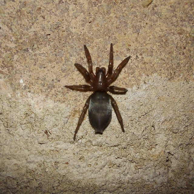 Scotophaeus