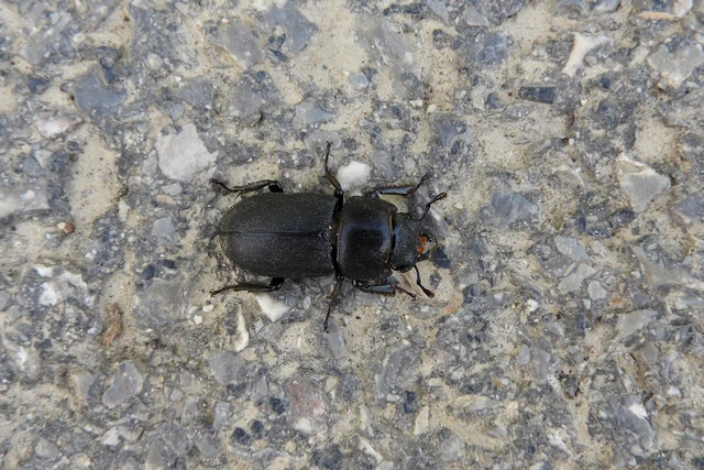 Dorcus parallelipipedus - kis szarvasbogár