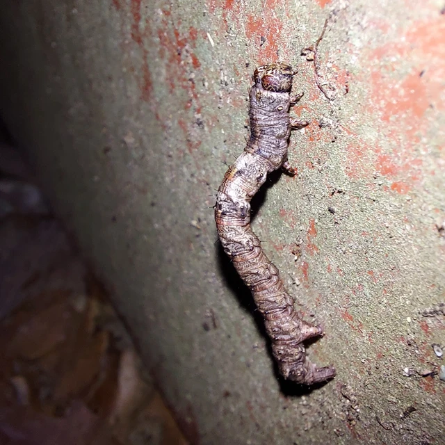 Biston strataria - barnapettyes araszoló