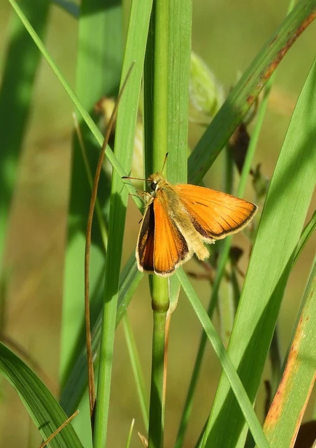 Thymelicus lineola - vonalas busalepke