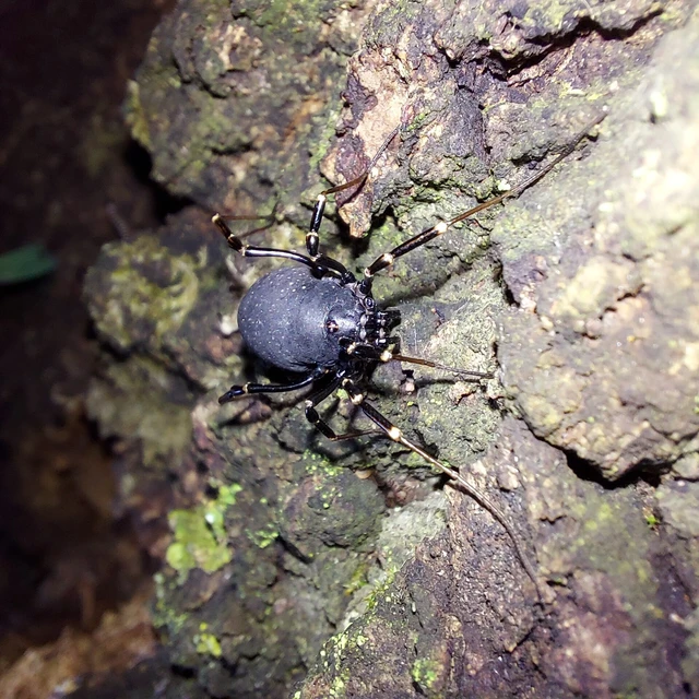 Egaenus convexus