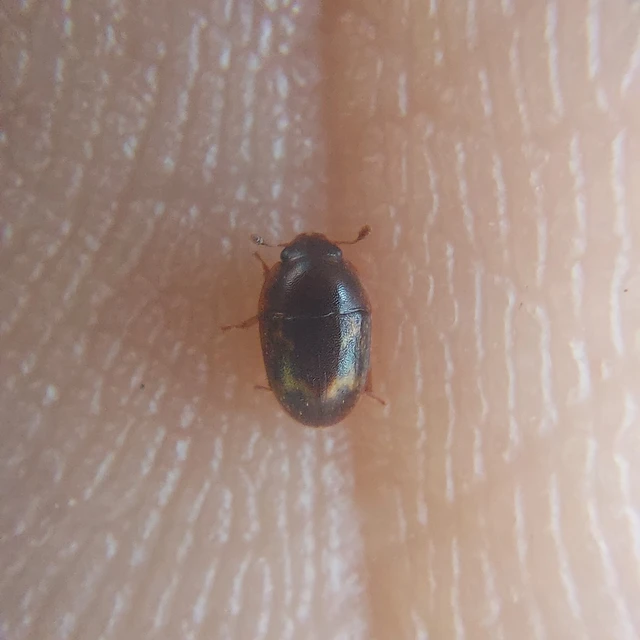 Cryptarcha strigata - rajzos nedvbogár Cryptarcha strigata - rajzos nedvbogár