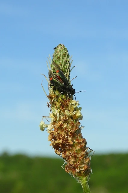 Melyridae - sziklaibogár-félék