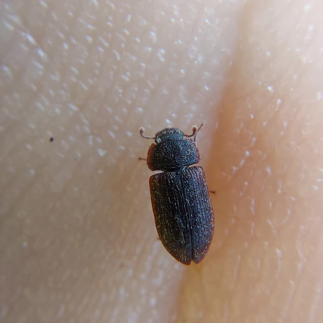 Colobicus hirtus - szegélyes héjbogár Colobicus hirtus - szegélyes héjbogár