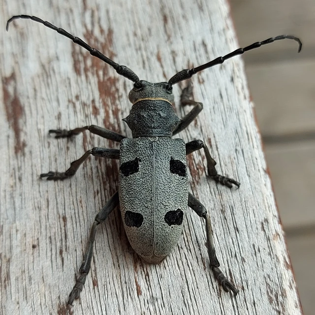 Morimus asper funereus - gyászcincér