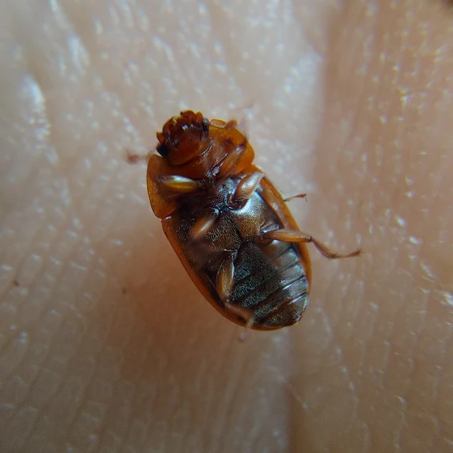 Soronia grisea - pettyegetett fénybogár Soronia grisea - pettyegetett fénybogár