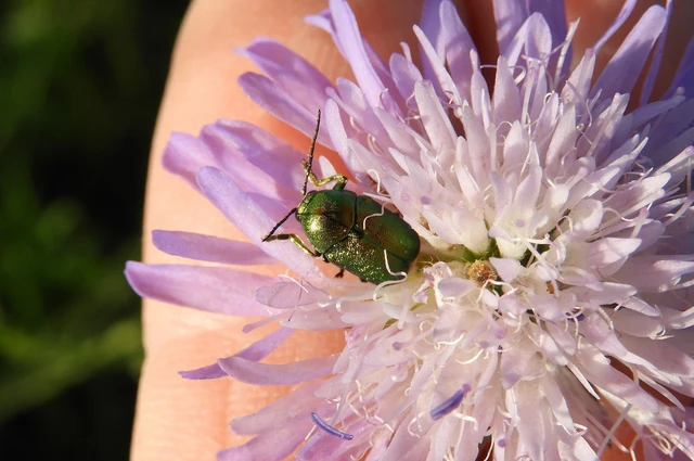 Cryptocephalus