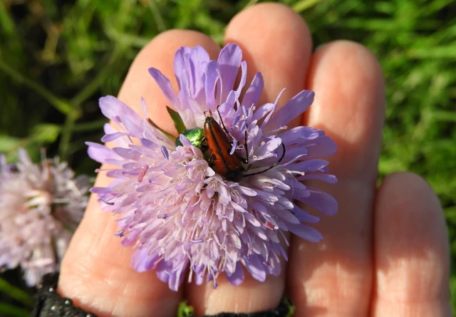 Vadonia unipunctata - kétpettyes virágcincér