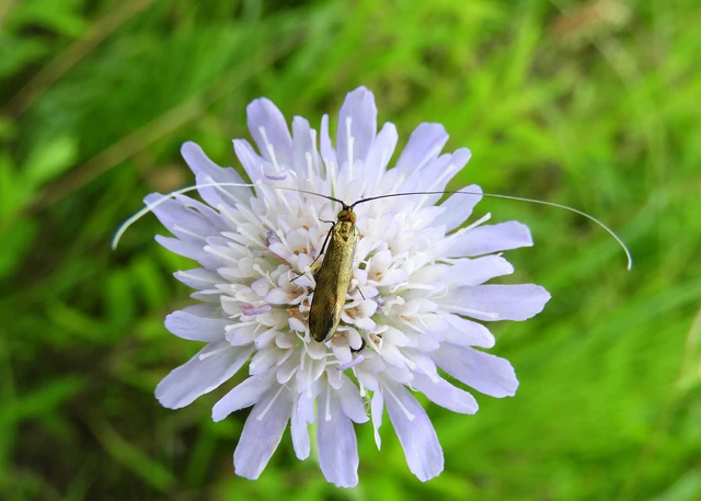 Nemophora metallica - fémszínű tőrösmoly Nemophora metallica - fémszínű tőrösmoly