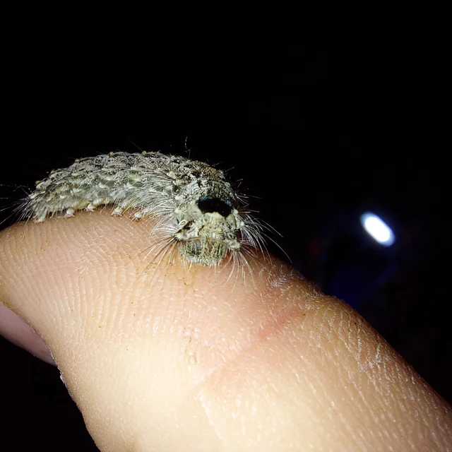 Lymantria monacha - apácalepke