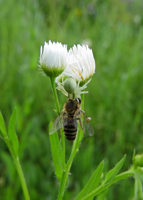 Misumena vatia - viráglakó karolópók