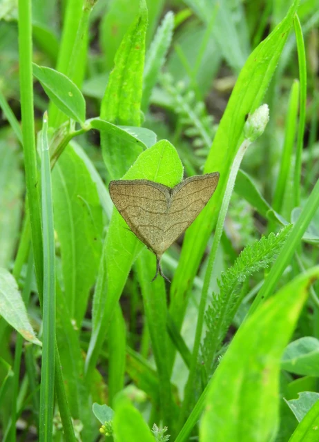 Polypogon tentacularia - sötétaljú karcsúbagoly