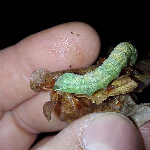 Cerastis leucographa - fehérjegyes tavaszibagoly