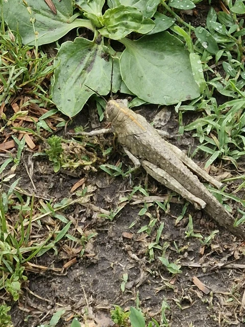 Anacridium aegyptium - egyiptomi sáska