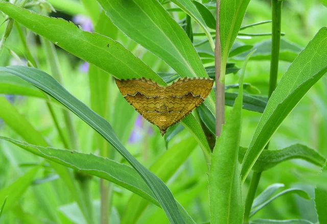 Camptogramma bilineata - kétvonalas sávosaraszoló