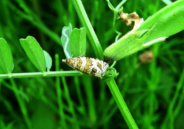 Celypha rivulana - dudvasodró tükrösmoly