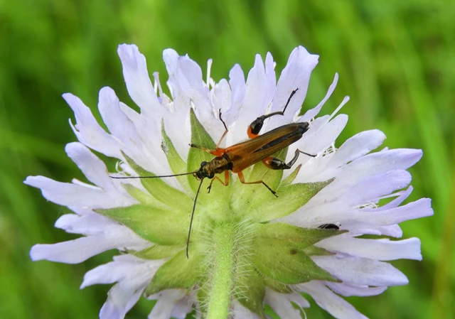 Oedemera podagrariae - székfű-álcincér