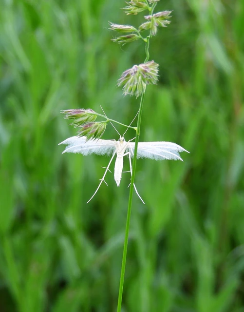 Pterophorus pentadactyla - fehér tollasmoly
