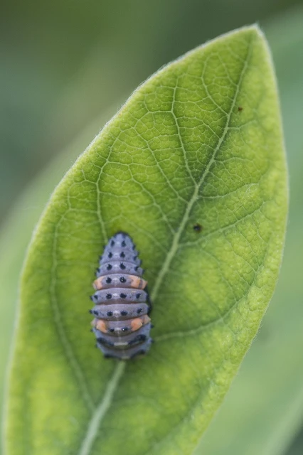 Coccinella septempunctata - hétpettyes katica