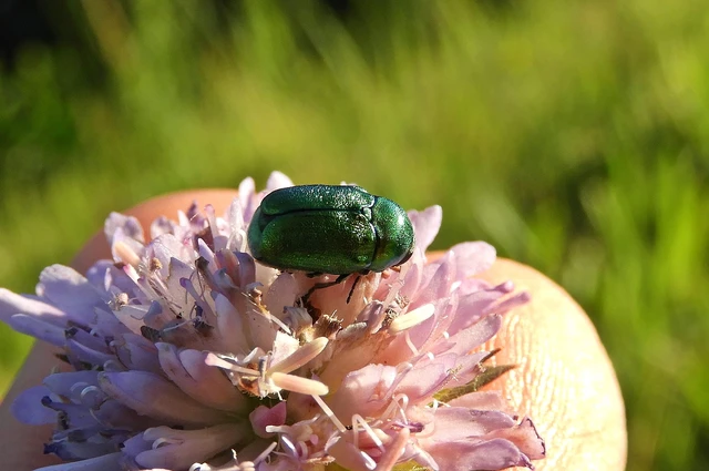 Cryptocephalus