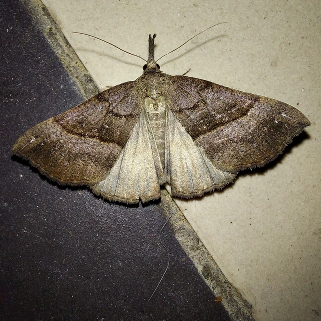 Hypena proboscidalis - ormányos karcsúbagoly
