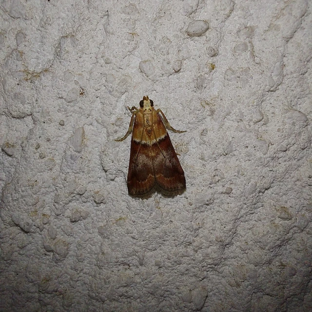 Acrobasis repandana - tarkamintás karcsúmoly