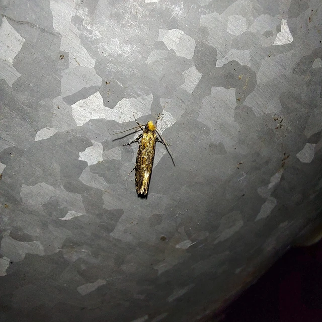Triaxomera parasitella - tarka gombamoly