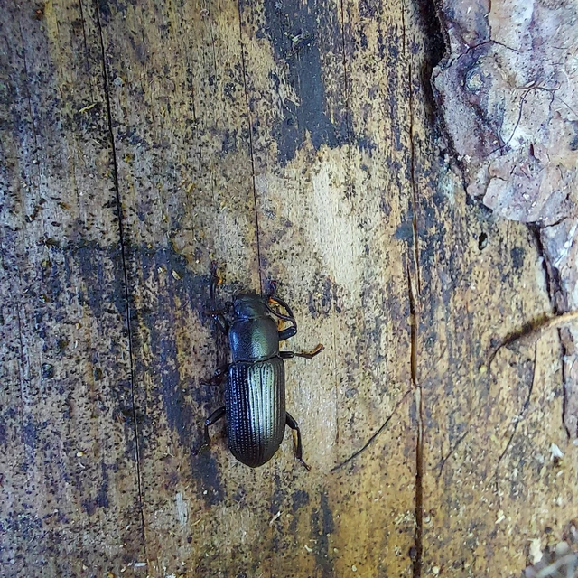 Menephilus cylindricus - fogasnyakú gyászbogár