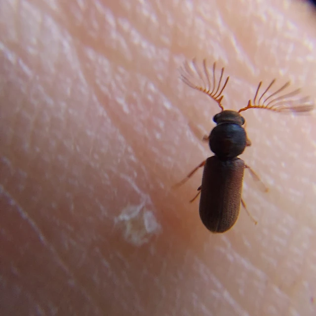 Ptilinus pectinicornis - fésűscsápú álszú