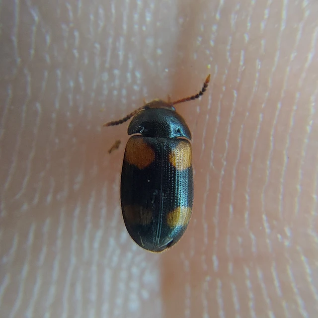 Mycetophagus quadripustulatus - négyfoltos gombabogár