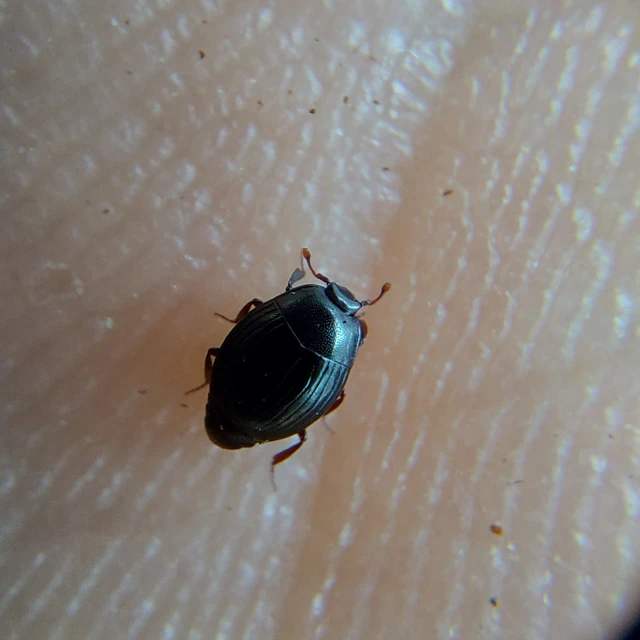 Pseudepierus italicus - olasz erdei-sutabogár